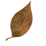 紅葉した葉っぱ 落ち葉 枯れ葉のイラスト 絵本風 ためカモ学びサイト