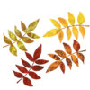 ツツジ・赤い紅葉・落ち葉、枯れ葉のイラスト　絵本風　ⒸAtelier Funipo