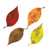 紅葉の落ち葉・枯れ葉のイラスト　絵本風　ⒸAtelier Funipo